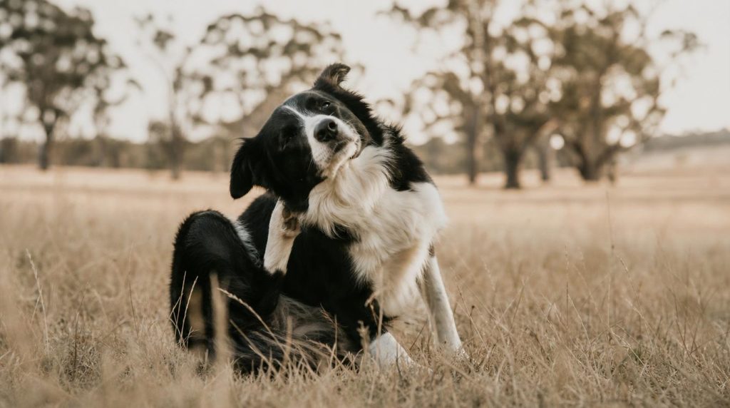 Dog Allergies in Australia: How to Spot Symptoms and Choose the Right Treatment