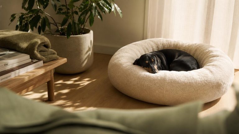 Best Dog Calming Beds in Australia: Ultimate Reviews